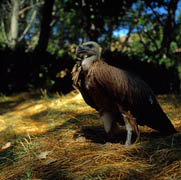 01Pollo de buitre.jpg